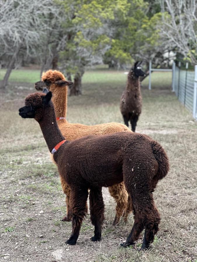 فيلا Relaxing Alpaca Ranch Mins From Downtown ويمبيرلي المظهر الخارجي الصورة